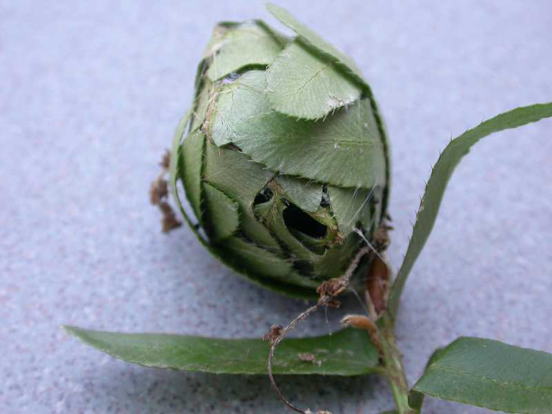 Caterpillars Leaf tiers bagworms and web formers